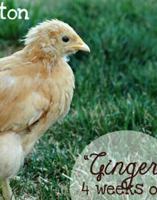 Poultry Farm Chicks